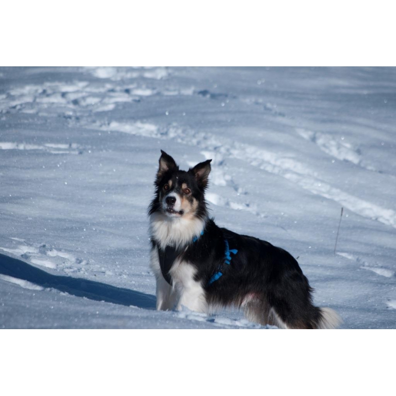 NEEWA - DOG HARNASS - SIZE L