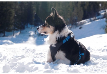 NEEWA - DOG HARNASS - SIZE XL NEEWA - DOG HARNASS - SIZE XL
