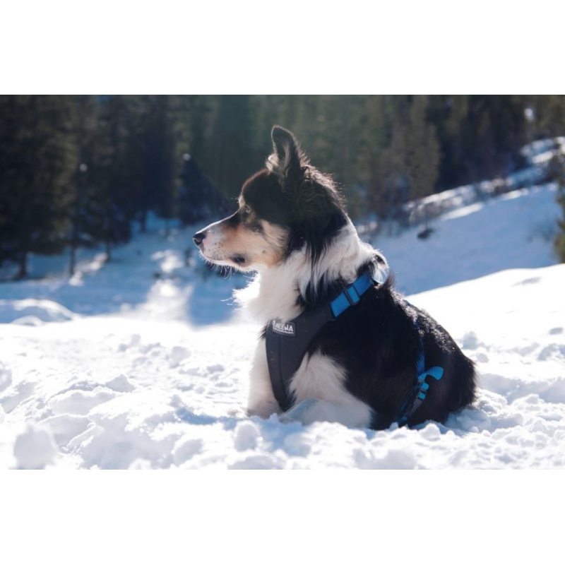 NEEWA - DOG HARNASS - SIZE XL NEEWA - DOG HARNASS - SIZE XL