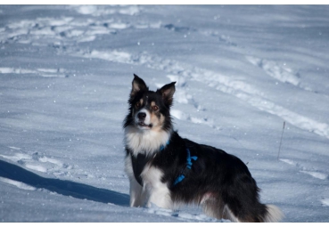 NEEWA - DOG HARNASS - SIZE XL NEEWA - DOG HARNASS - SIZE XL